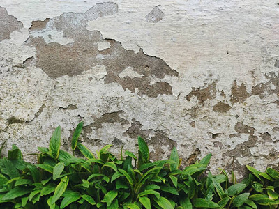 墙壁背景上的绿草白色油漆剥落图片
