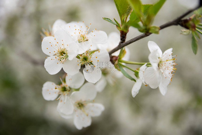 春潮樱花盛开背景是白色的开花树枝图片