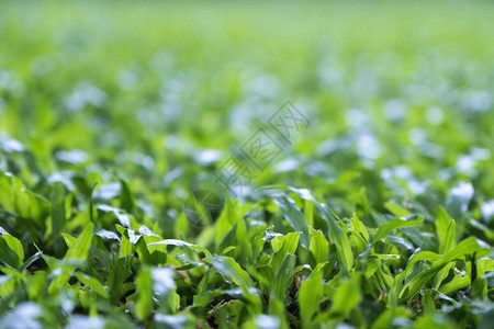 院子里绿草的特写图像图片