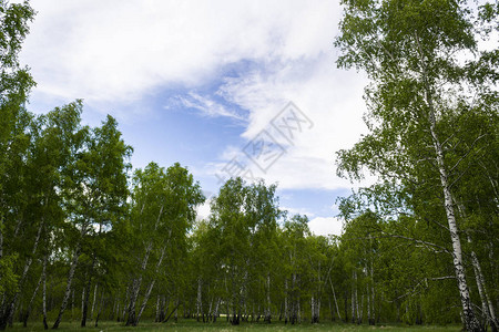 春天的白桦林树干背景图片