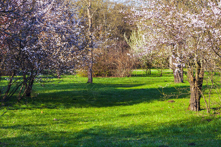 春天的风景公园里的草坪和盛开的樱桃图片