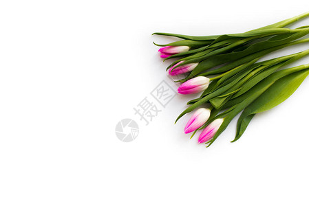 白色背景上的五个郁金香新花束您图片