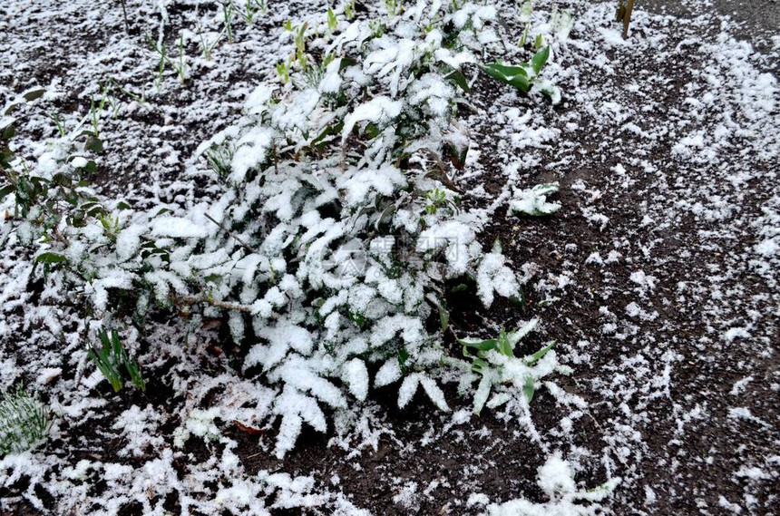 我们观察到3月份种植的绿花丛中积雪覆盖图片