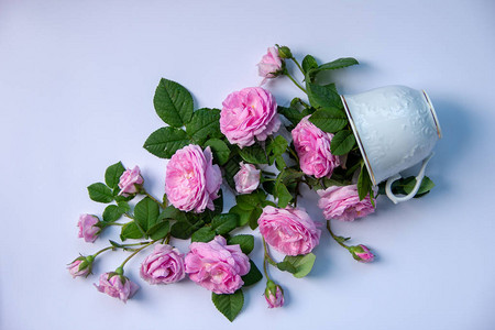 一束美丽的香玫瑰花藏在一个白色杯子上白底的图片