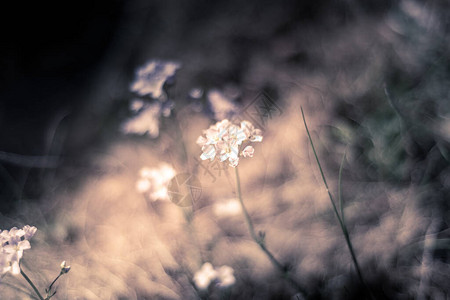 野生花卉杜鹃在绿色草地上的选择焦点图片