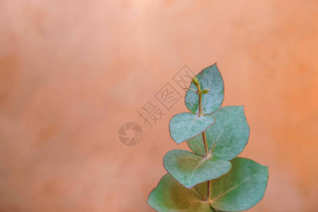 在铜表面的Eucalyptus分支最小图片