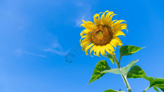 开明的向日葵花天然背景和蓝天图片
