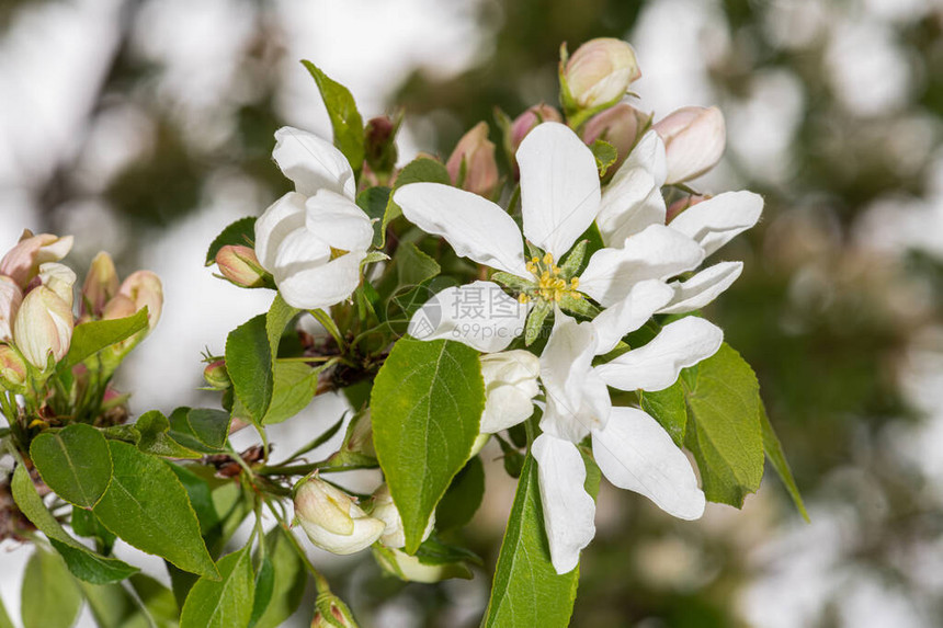 Crabapple花朵Malu图片