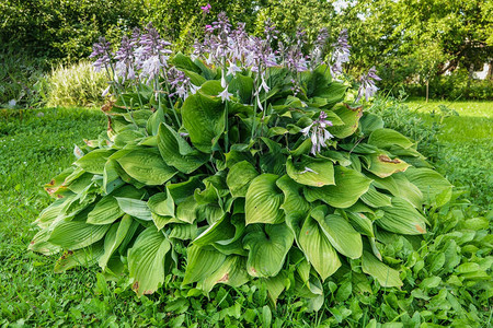 玉簪纬度花园里的玉簪玉簪绿色家庭多年生草本植物属美丽明亮的绿叶图片
