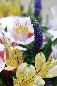 美丽的五颜六色的鲜花束图片
