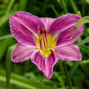 花园里有花朵的白昼夏日花园里有鲜艳的图片