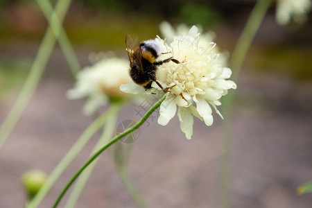 自然背景的Scabiosa图片