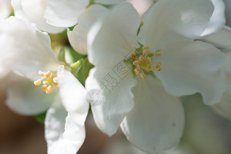 苹果树的白花苹果的白花图片