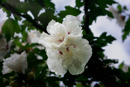 绿色模糊背景的白花有水图片