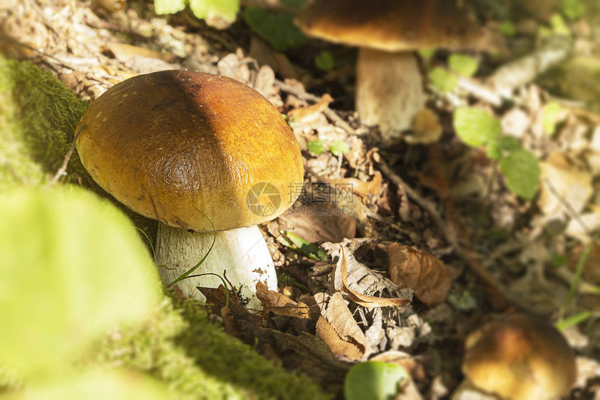 与蘑菇在森林边缘欢乐秋天图片