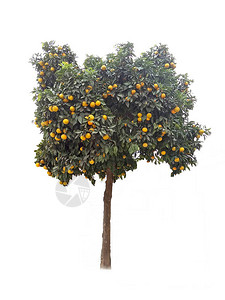 白底的橙树图片