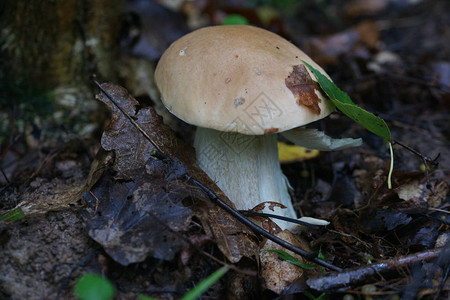 夏天森林里地上的蘑菇图片