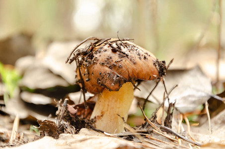 单一食用蘑菇图片