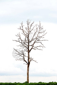 孤单树底背景背景图片
