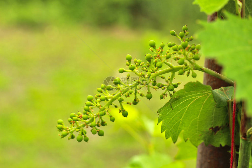 未成熟的葡萄在藤上葡萄对质的年轻分支在葡萄园里种植葡萄种植葡萄酒出售葡萄藤图片