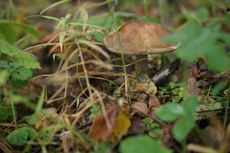 早上森林里的蘑菇图片