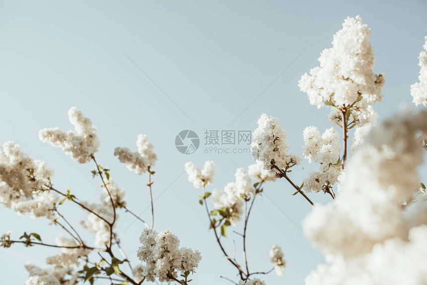 盛开的白色丁香花灌木自然夏季花卉组合物图片