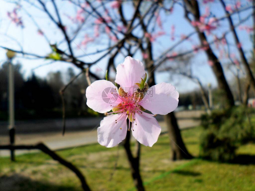 一枝桃花逆天浅粉色花苞图片