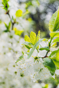 春天的白樱花图片