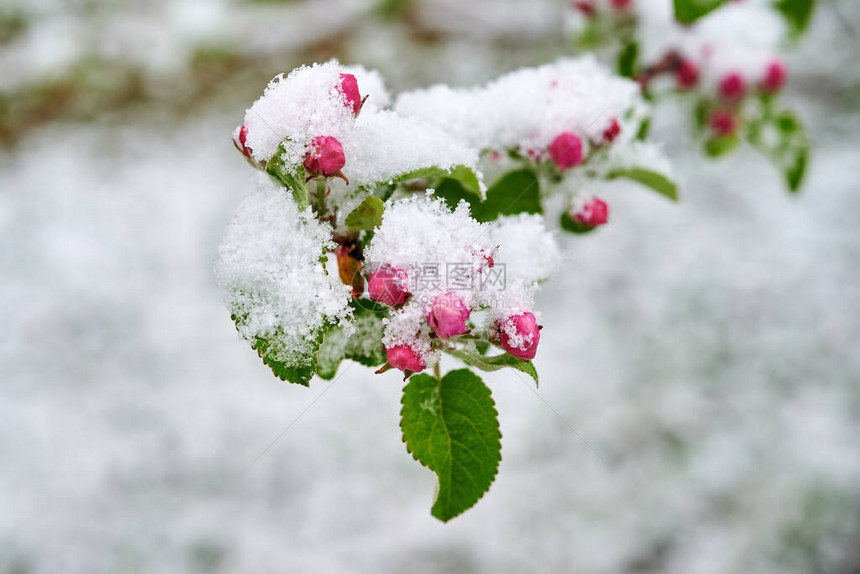 苹果树的花朵被雪覆盖美丽的苹果树春天的图片