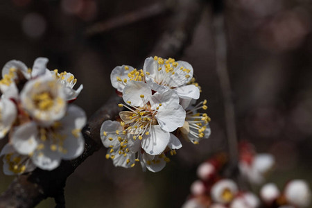 春天苹果树的白花图片