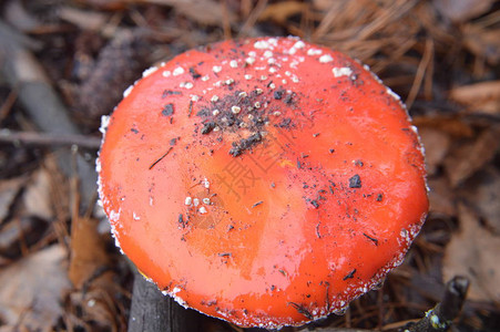 自然界秋季森林蘑图片