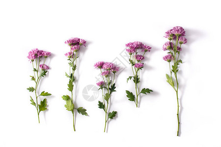 孤立在白色背景上的紫菊花束图片