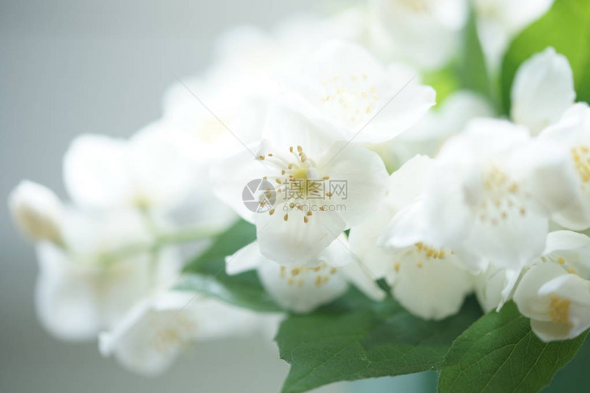 绿色盛开的茉莉花枝白色的小花图片