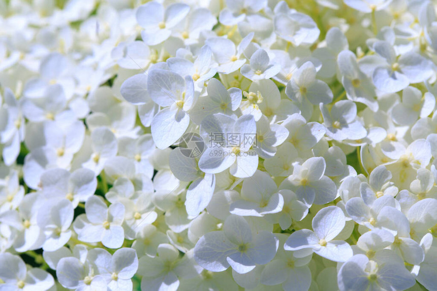 白色的Hydrangea恐慌花朵图片