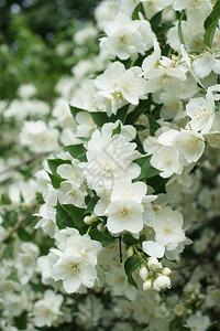 芬芳的白色茉莉花盛开的白色灌木丛图片