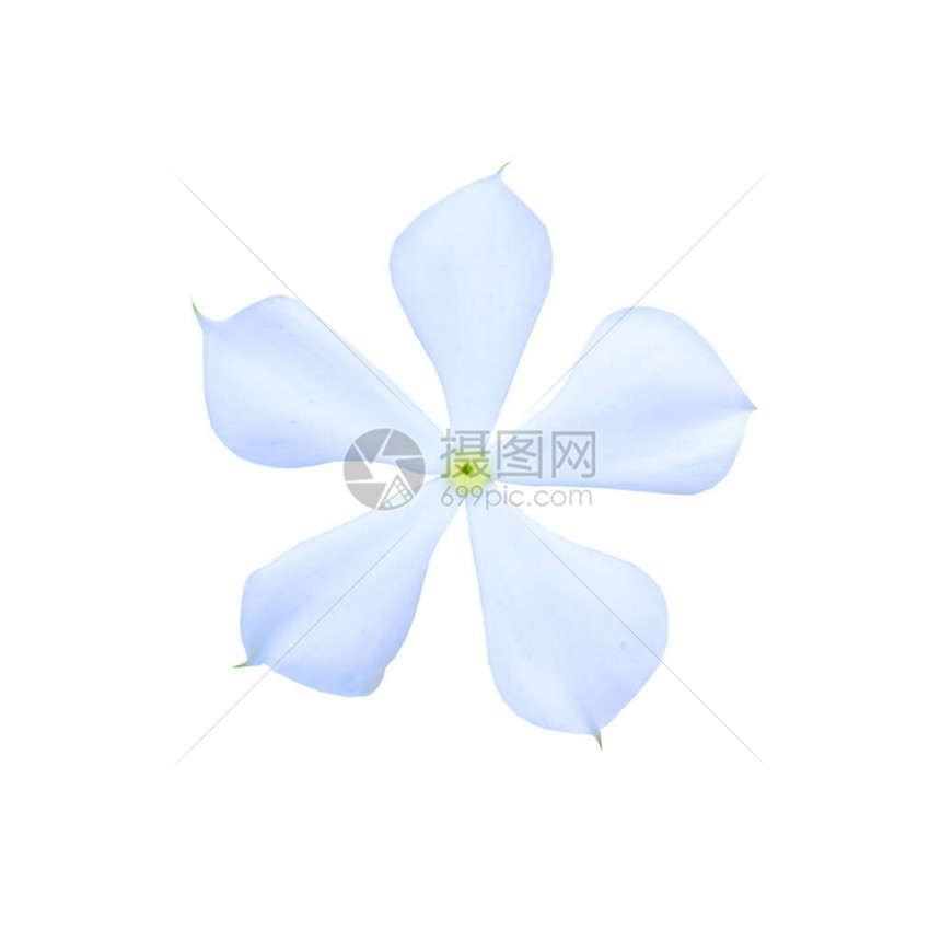 白色的加泰罗兰特胡斯玫瑰花白图片