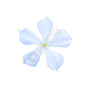 白色的加泰罗兰特胡斯玫瑰花白图片