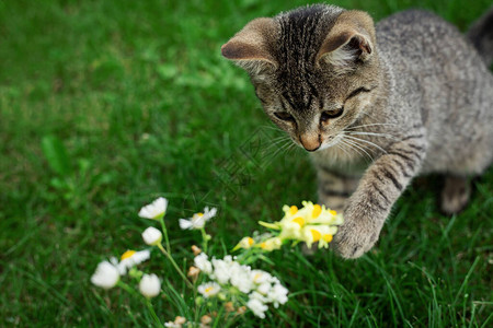 小猫在草地上玩花图片