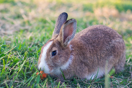 兔子在自然漫步图片