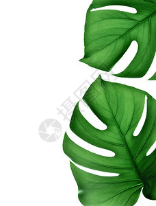热带丛林龟背竹叶子在白色背景下被隔离图片