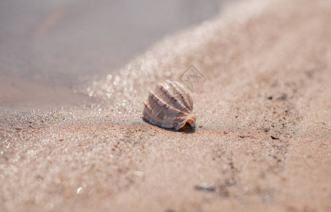 沙滩上的贝壳散景海滩图片