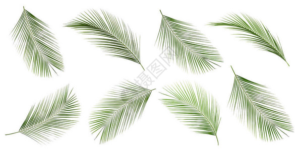 白色背景上的一组热带树叶图片