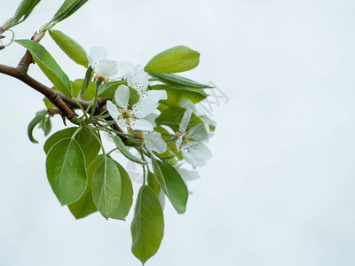 美丽开花的苹果树关闭图片