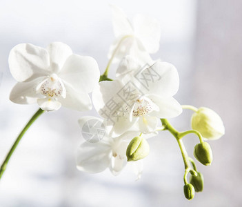 白磷树脂或冬季在家庭窗口热带花园中的木头兰花植物自然背景有图片