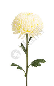 白色背景上孤立的白菊花图片