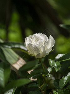 紧贴小白仙子玫瑰花朵图片