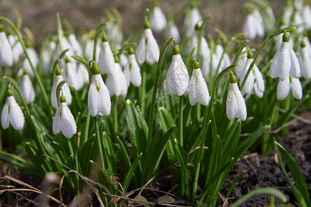 一群春天的白雪花莲在草地上图片