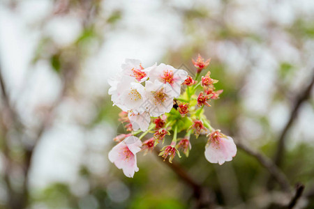 清境农场美丽的樱花图片