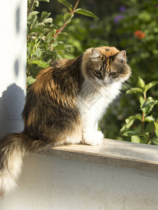 一只卡利科猫坐在一栋有花园的地中海房子的阳台墙上图片