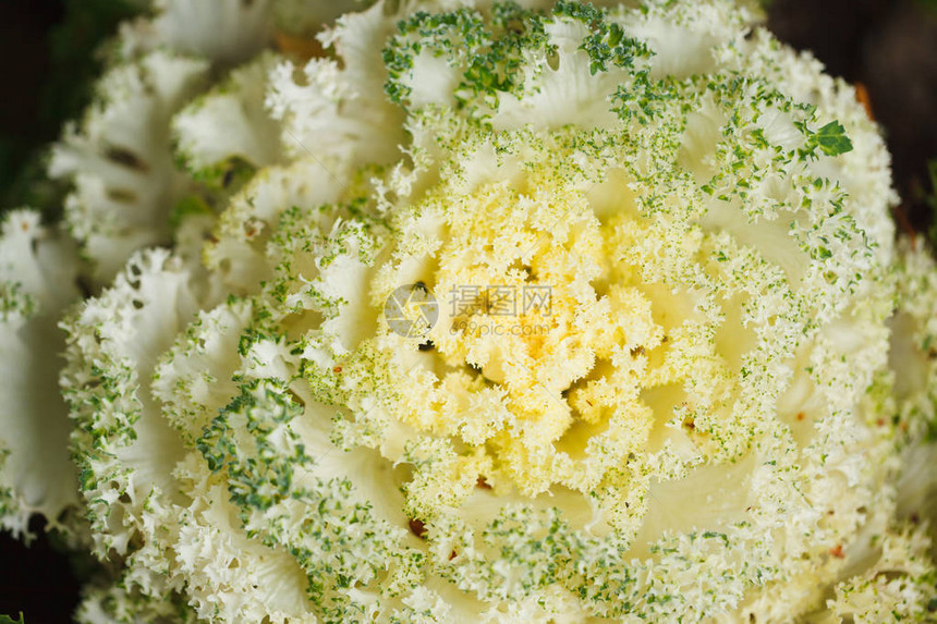 盛开的装饰卷菜花cauliflow图片